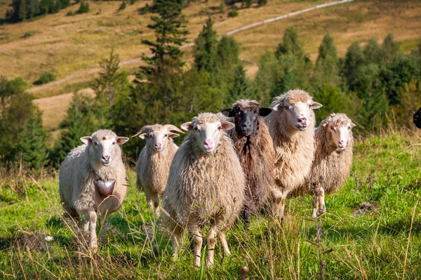 Flock av får bete — Stockfoto