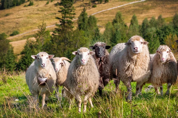 Flock av får bete — Stockfoto