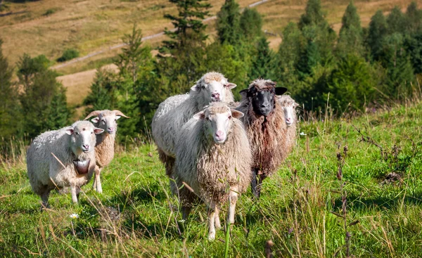 Flock av får bete — Stockfoto