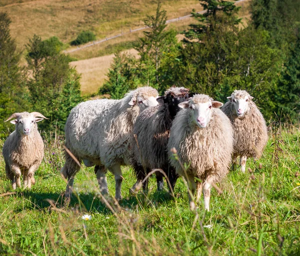 Flock av får bete — Stockfoto