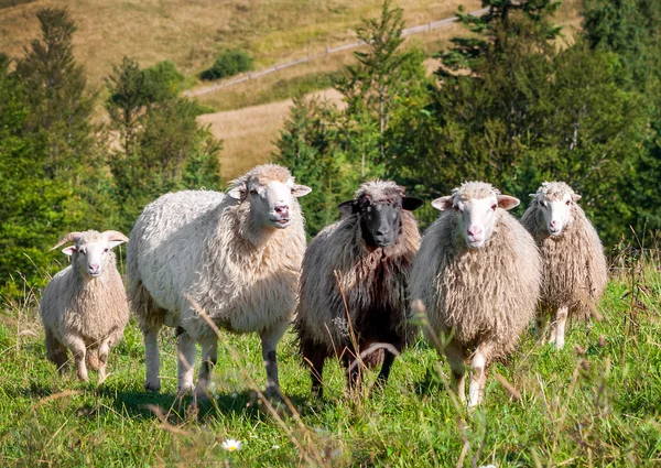 Flock av får bete — Stockfoto