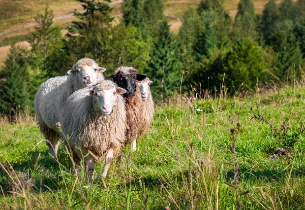 Flock av får bete — Stockfoto