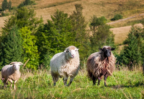 Flock av får bete — Stockfoto