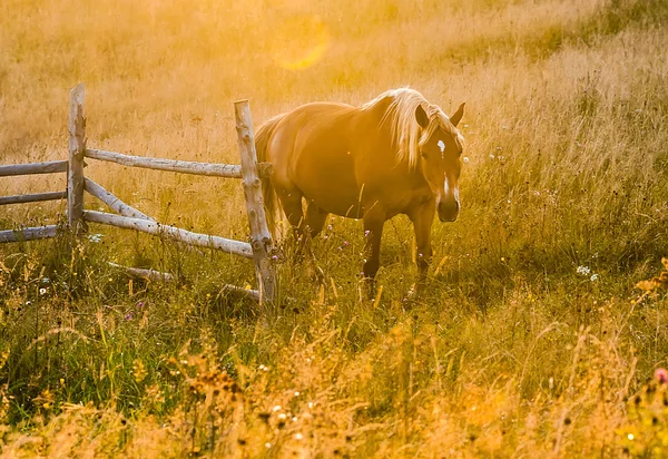 Пейзаж с туманом и лошадью — стоковое фото