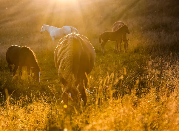 Paysage avec brouillard et chevaux — Photo