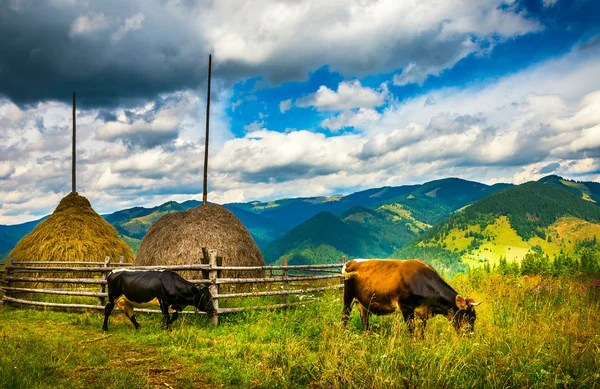 Paisagem com nevoeiro e vacas — Fotografia de Stock