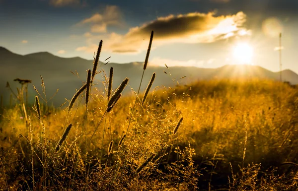 Landschaft mit Nebel und Heuhaufen — Stockfoto