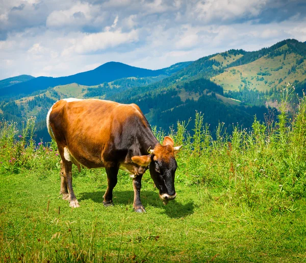 Пейзаж с туманом и коровой — стоковое фото