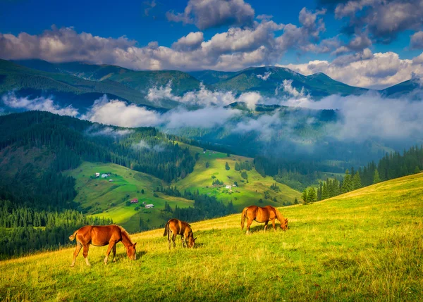 Paisagem com nevoeiro e cavalos — Fotografia de Stock