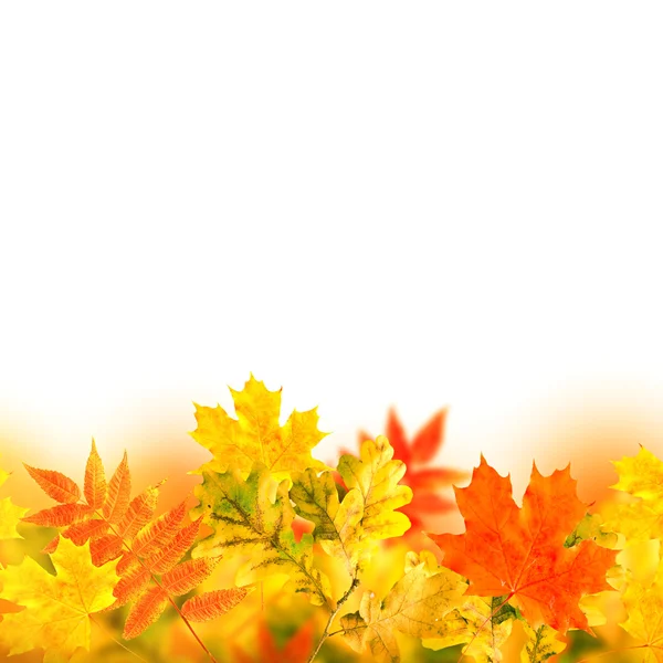 Foglie d'autunno — Foto Stock