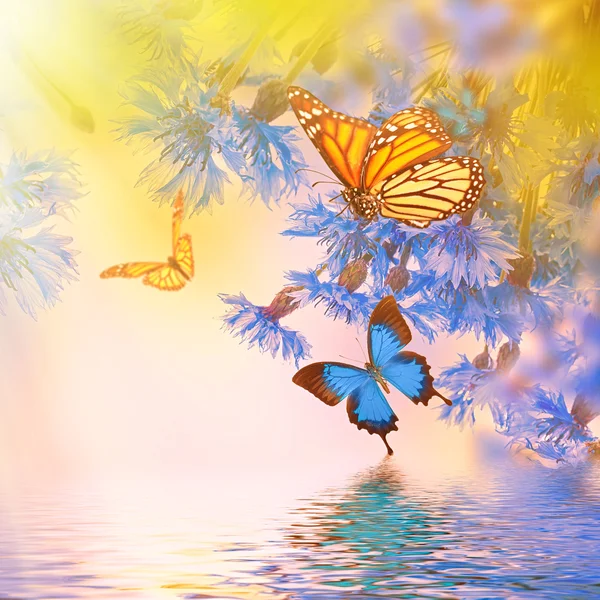 Blauwe korenbloemen en vlinders — Stockfoto