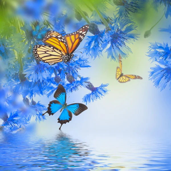 Coquelicots et bleuets aux papillons — Photo