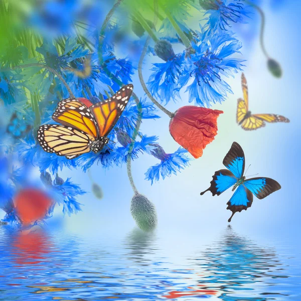 ポピーと蝶とヤグルマギク — ストック写真