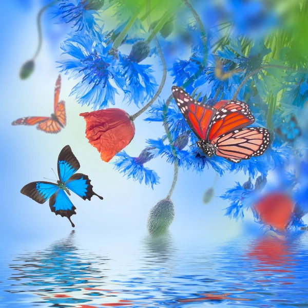 Mohn und Kornblumen mit Schmetterlingen — Stockfoto