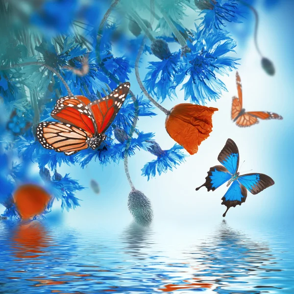 Coquelicots et bleuets aux papillons — Photo