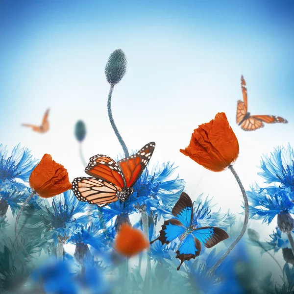 Poppies  and  cornflowers with butterflies — Stock Photo, Image