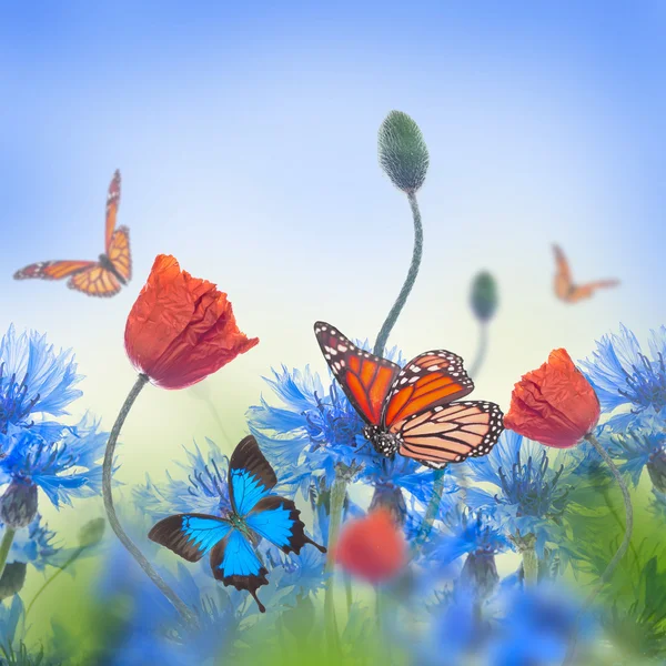 Amapolas y acianos con mariposas — Foto de Stock