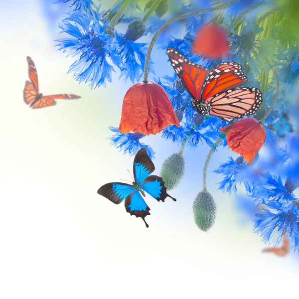 ポピーと蝶とヤグルマギク — ストック写真