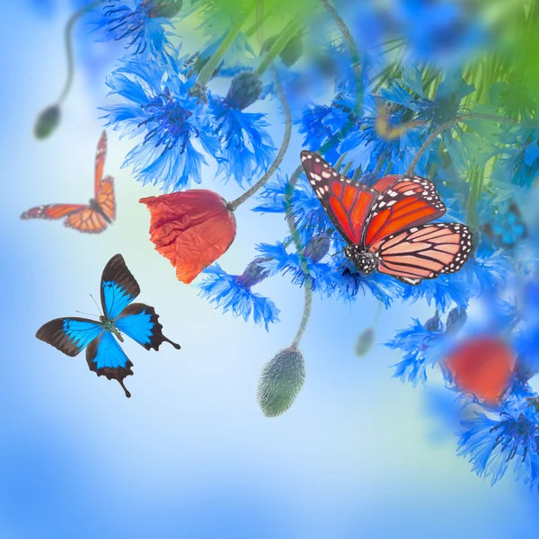 Poppies  and  cornflowers with butterflies — Stock Photo, Image