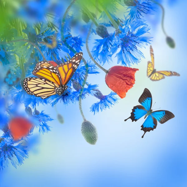 Mohn und Kornblumen mit Schmetterlingen — Stockfoto