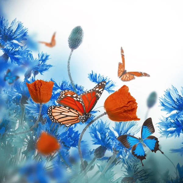 Papaveri e fiordalisi con farfalle — Foto Stock