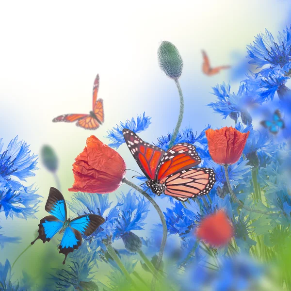 Amapolas y acianos con mariposas —  Fotos de Stock