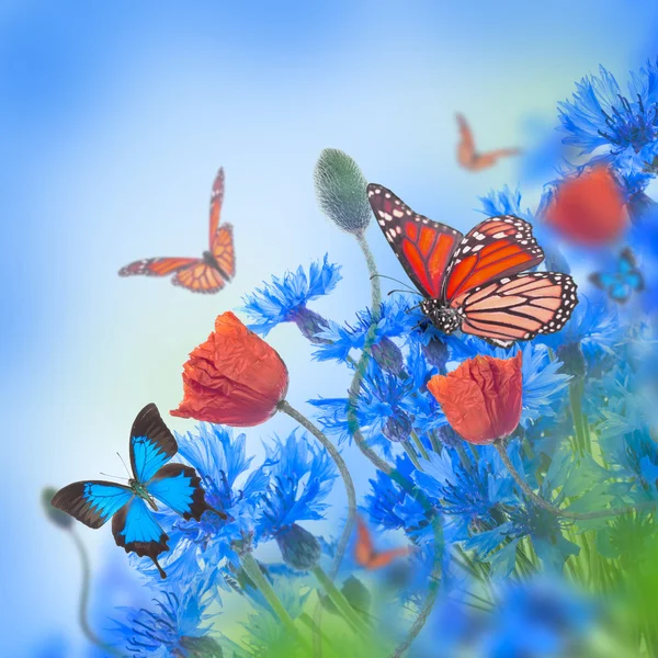 Mohn und Kornblumen mit Schmetterlingen — Stockfoto