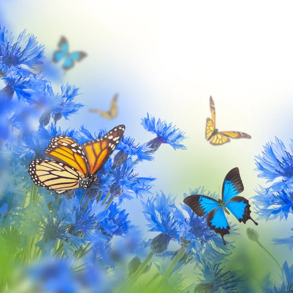 Cornflowers and butterflies — Stock Photo, Image
