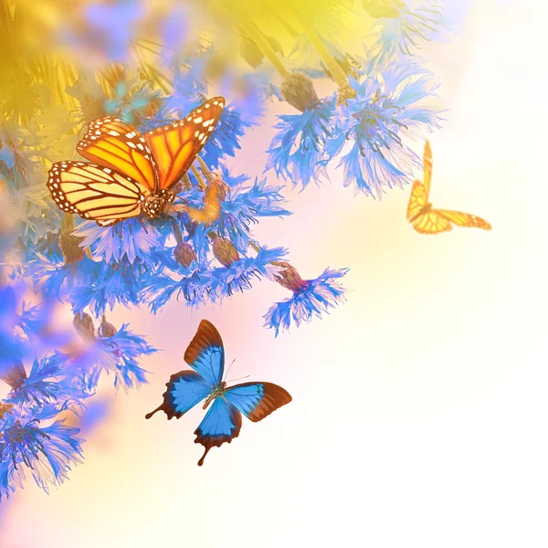 Cornflowers and butterflies — Stock Photo, Image