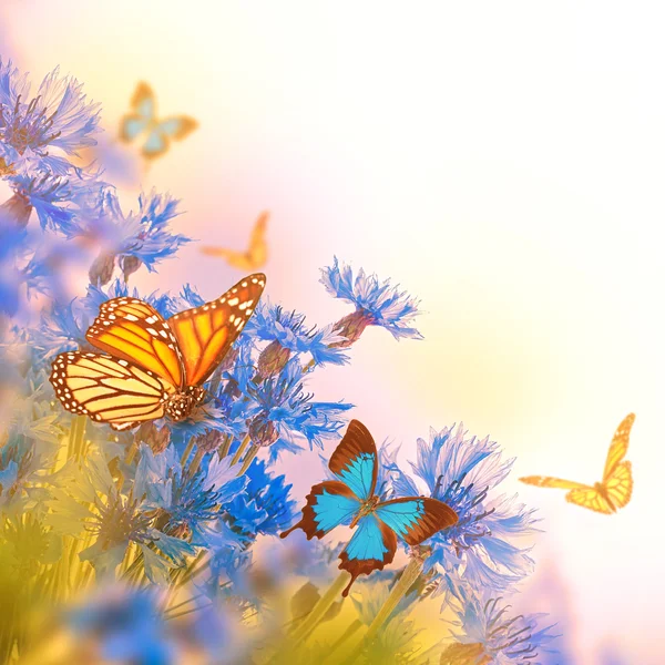 Васильки и бабочки — стоковое фото