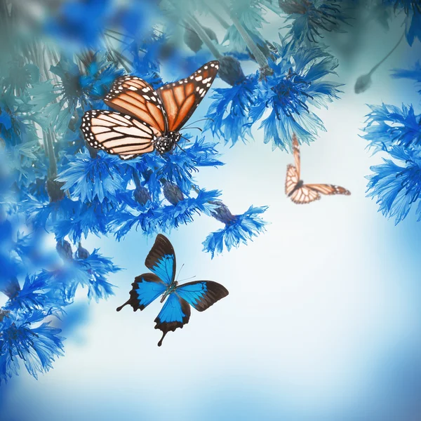 Cornflowers and butterflies — Stock Photo, Image