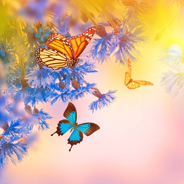 矢车菊和蝴蝶 — 图库照片