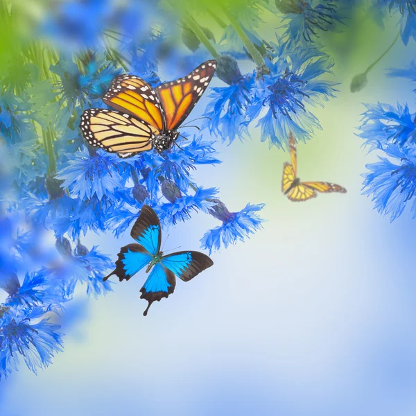 Fiori di mais e farfalle — Foto Stock