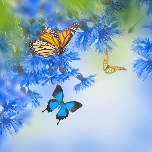 Fiori di mais e farfalle — Foto Stock