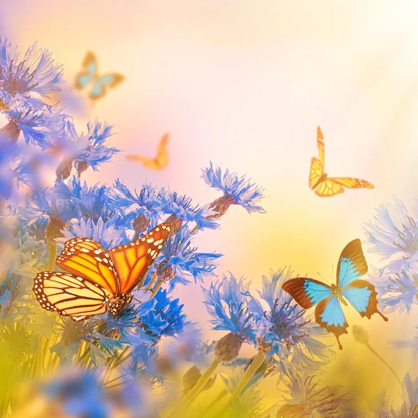 Cornflowers and butterflies — Stock Photo, Image