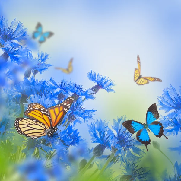 Kornblumen und Schmetterlinge — Stockfoto