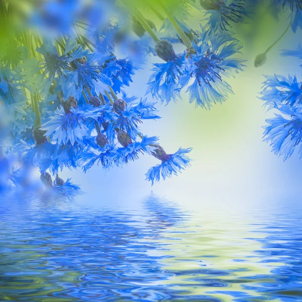 Flores de milho azuis selvagens — Fotografia de Stock