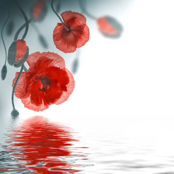 Red poppies field and cornflowers — Stock Photo, Image