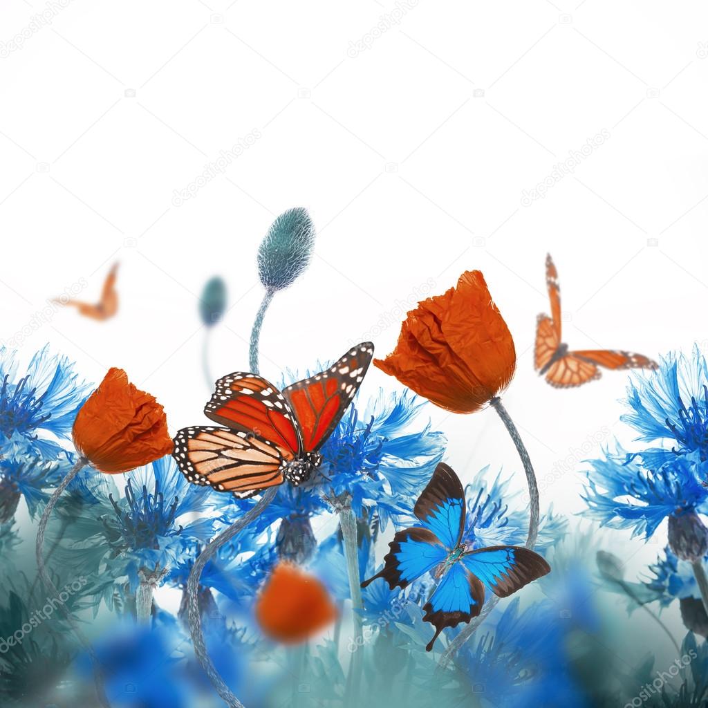 Poppies  and  cornflowers with butterflies