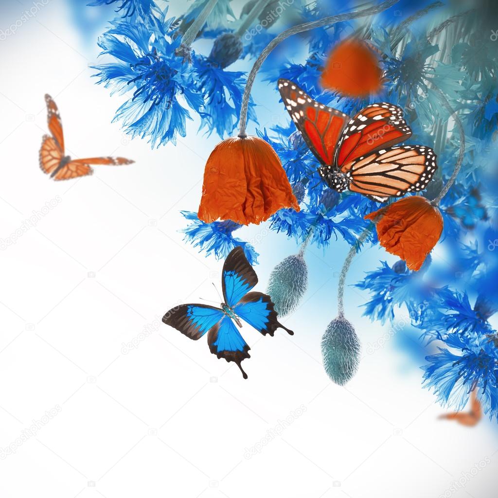 Poppies  and  cornflowers with butterflies