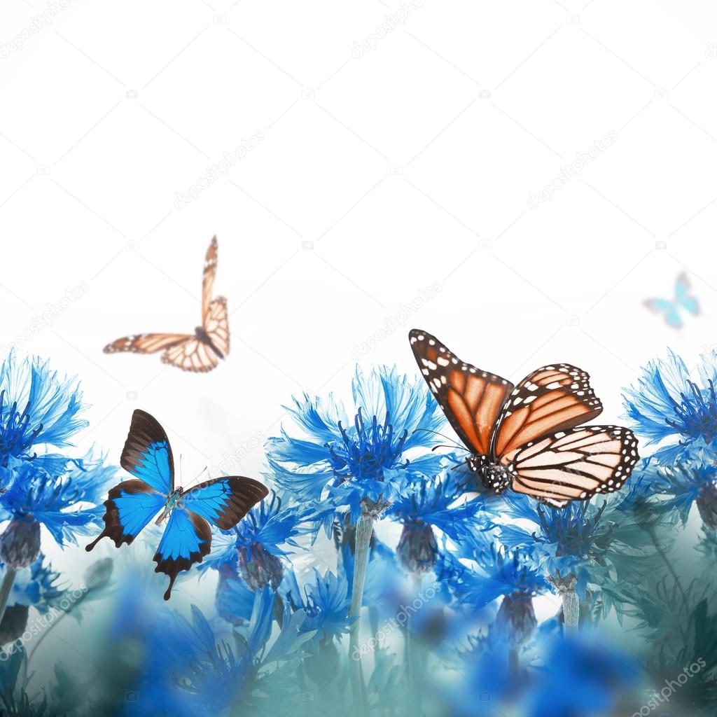 Cornflowers and butterflies