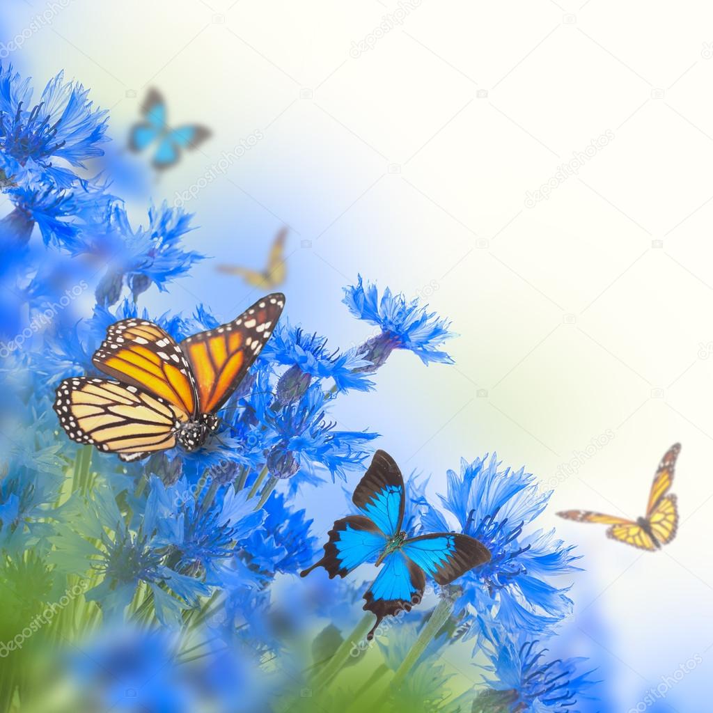 Cornflowers and butterflies