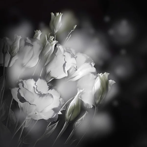 Bouquet di rose delicate — Foto Stock