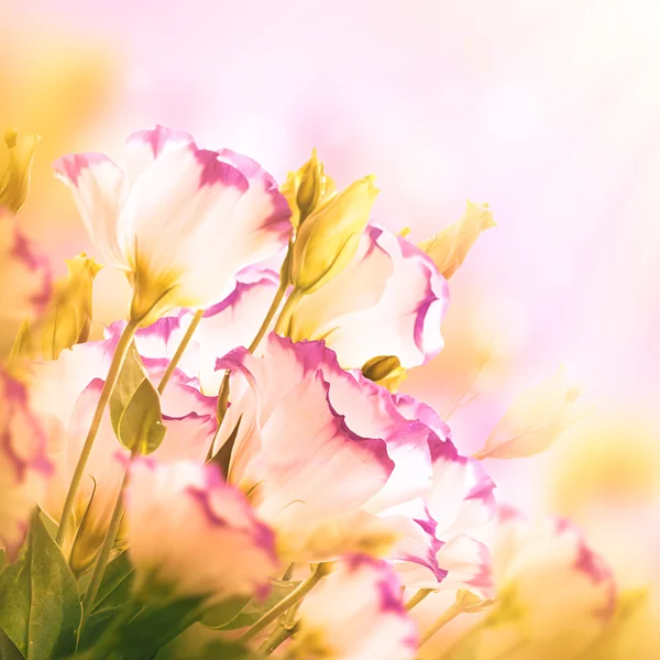 Bouquet di rose delicate — Foto Stock