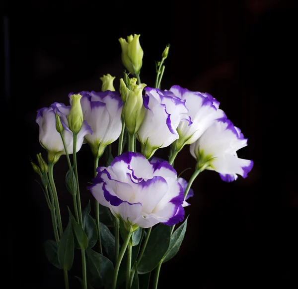 Bouquet of delicate roses — Stock Photo, Image