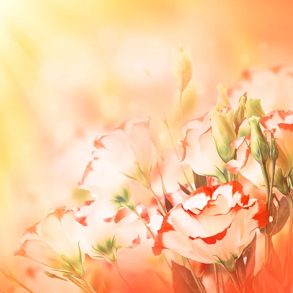 섬세 한 장미 꽃다발 — 스톡 사진