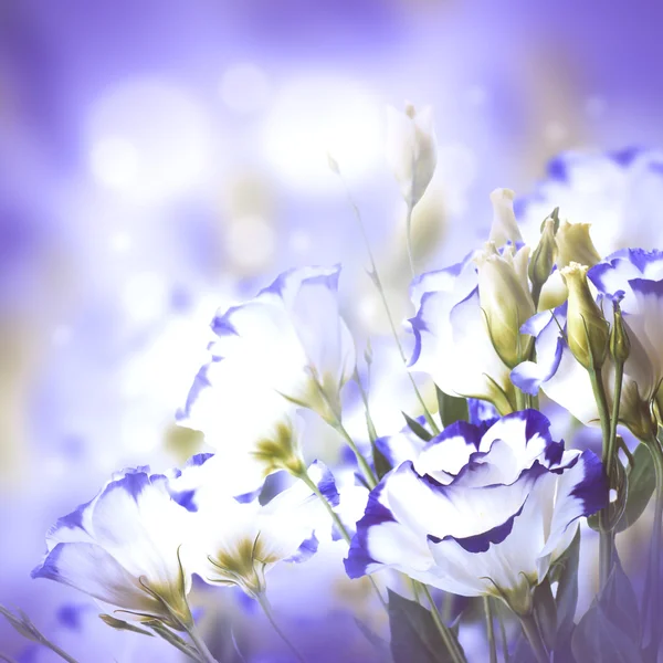 Bouquet of delicate roses — Stock Photo, Image