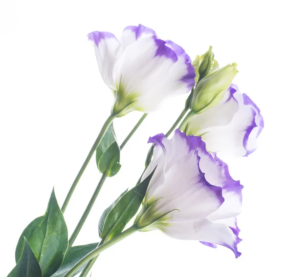 섬세 한 장미 꽃다발 — 스톡 사진