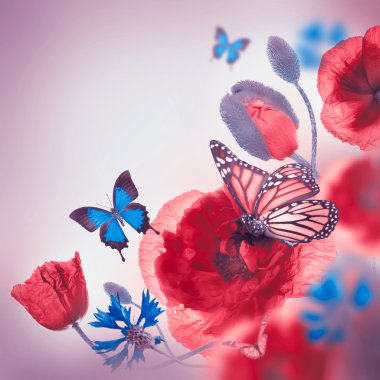 Kırmızı poppies, Peygamber ve kelebek