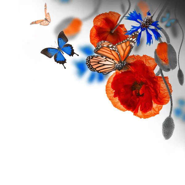 Red poppies, cornflowers and butterfly — Stock Photo, Image